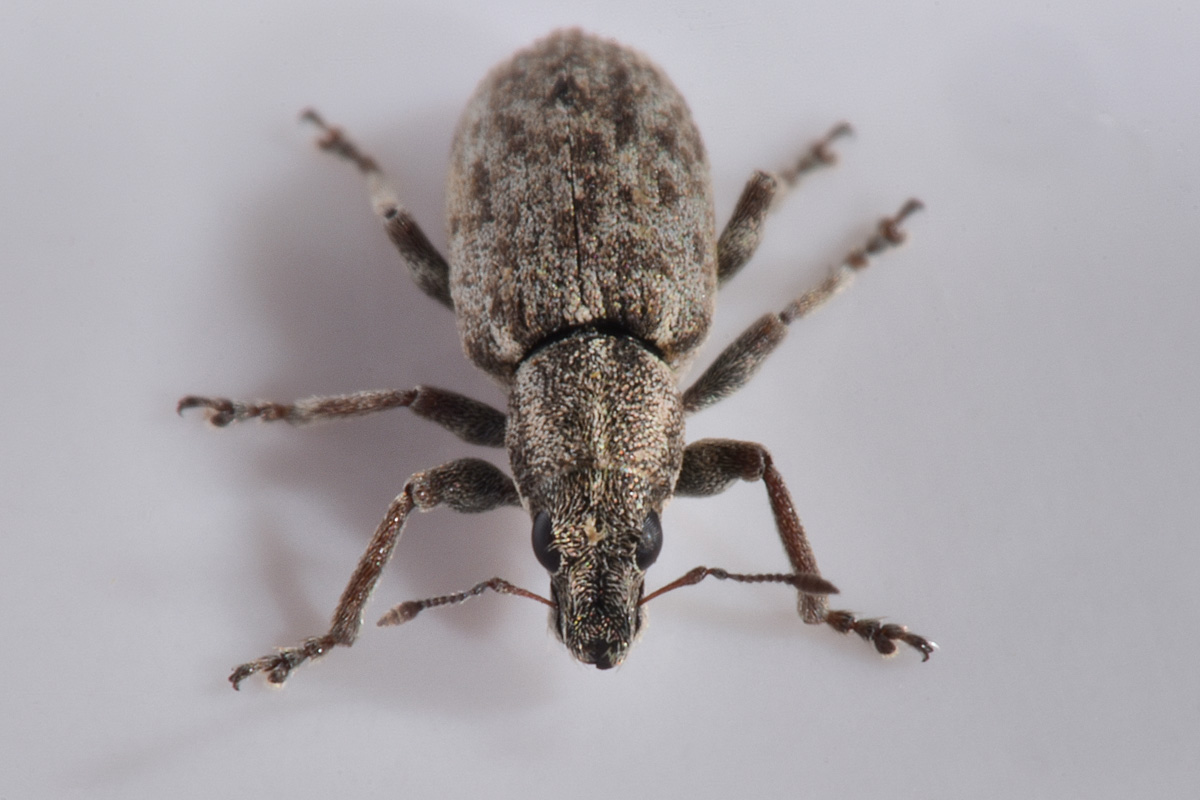 Curculionidae: Sitona cylindricollis? No, Sitona tenuis